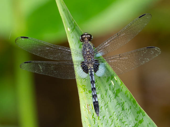Erythrodiplax kimminsi (Chalk-marked Dragonlet) male-2.jpg